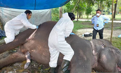 BBKSDA Riau Ungkap Penyebab Kematian Gajah di Bonbin Kasang Kulim